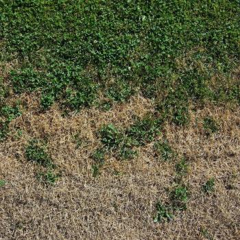 Brown Grass